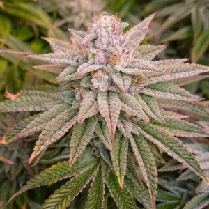 A Kerosene Krash cannabis plant stands covered in frosty trichomes, displaying a dense cluster of leaves and buds. It is surrounded by additional green foliage, suggesting a garden environment.