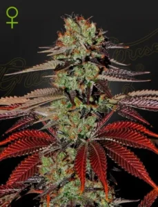 A Kings Kush Auto Strain cannabis plant with dense, vibrant buds is adorned with red and green leaves. In the top left corner, a female symbol is displayed. The background is dark.