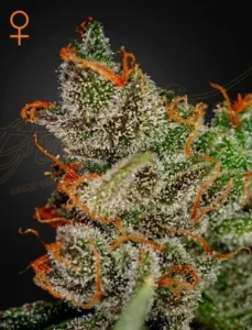A Kings Kush Strain cannabis bud, covered in white trichomes and orange pistils, stands out sharply against a dark background. An orange symbol resembling Venus appears at the top left corner.