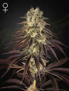 A Kongs Krush Strain cannabis plant displays dense buds with frosty trichomes and purple-tinted leaves, standing against a dark background. A female symbol is present in the upper left corner.