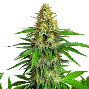 Kyles Cherry AK cannabis strain with a tall central cola, dense frosty buds, bright orange pistils, and deep green serrated leaves.