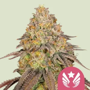 A dense Legendary OG Punch Strain cannabis bud, covered in frosty trichomes, displays hues of purple and green. Positioned against a light gray background, with a pink emblem featuring wings and a star.