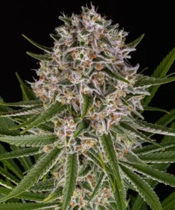A dense, frosty Lemon Haze Auto Strain cannabis bud covered in trichomes and orange hairs, surrounded by slender green leaves, set against a plain black background.
