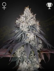 A dense, frosted Lemon Orange Strain cannabis bud with dark purple leaves stands against a dark background. Icons of a female symbol and a trophy are in the top corners, suggesting award-winning status.