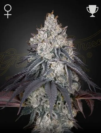A dense, frosted Lemon Orange Strain cannabis bud with dark purple leaves stands against a dark background. Icons of a female symbol and a trophy are in the top corners, suggesting award-winning status.