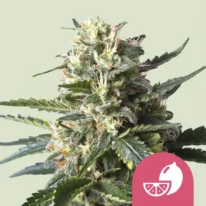 Lemon Shining Silver Haze Strain Cannabis bud with dense, frosty trichomes and broad, serrated leaves; positioned against a soft green background. A pink icon with a sliced fruit symbol is in the corner.
