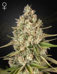 A dense, resinous Lost Pearl Strain cannabis bud with crystallized trichomes and green leaves protruding, set against a dark, subtle backdrop. A female gender symbol is visible in the upper left corner.