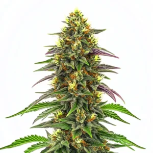 A tall Maui Waui Strain cannabis plant with dense buds and vibrant green, purple, and orange leaves, stands against a plain white background, highlighting its intricate details and colors.