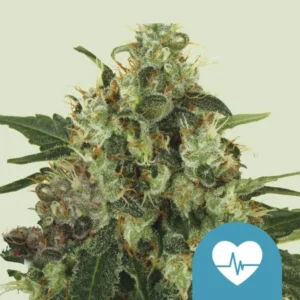 Medical Mass CBD Strain Cannabis bud covered in trichomes rests against a light green background. In the bottom right, a blue icon displays a white heart with a heartbeat line through it.
