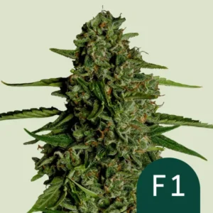 A dense, green Medusa F1 Auto Strain cannabis bud with orange hairs grows, surrounded by slender leaves on a light green background. Text: "F1" on a dark green circle in the lower corner.