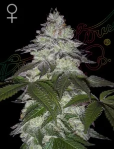A densely frosted Milky Dreams Strain cannabis plant stands upright, covered with trichomes and surrounded by green leaves. Text in the background reads "Green House Seed Co." An icon represents female gender.