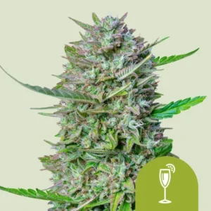 A dense Mimosa Auto Strain cannabis bud, covered in trichomes, stands upright with green leaves protruding, set against a light background. A green icon of a cocktail glass appears in the corner.