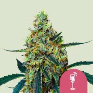 A Mimosa Strain cannabis plant with dense buds and vibrant green leaves stands upright against a plain background. A small pink icon with a cocktail glass is in the lower right corner.