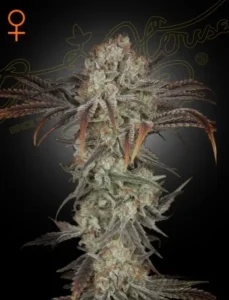 A dense Money Maker Strain cannabis bud displays frosty trichomes and purple-tinged leaves, set against a dark backdrop with stylized text and an orange female symbol above.