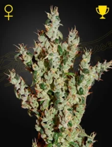 Dense, frosty NL5 Haze Mist Strain cannabis buds extend upwards against a dark background, surrounded by subtle text and icons of a female symbol and a trophy, suggesting exemplary quality or award.