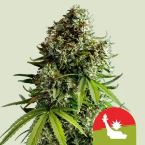 A dense NYC Sour D Auto Strain cannabis bud with vibrant green leaves is displayed against a plain background. A red and green icon featuring a smoking figure is in the bottom right corner.
