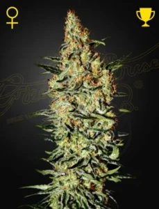 A tall Nevilles Haze Strain cannabis plant with dense, frosty buds and orange hairs stands upright against a dark background. Yellow symbols appear: a female sign on the left and a trophy on the right.