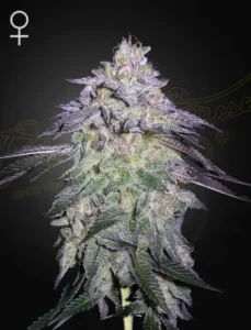 A Nori Cake Strain cannabis plant with purple and green leaves stands prominently, covered in frosty trichomes, set against a dark background. The symbol for female is in the top left corner.