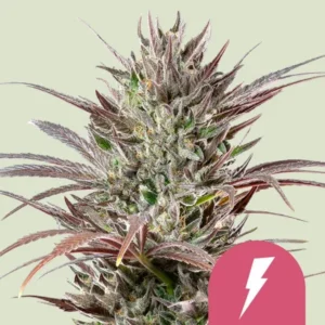 Dense, frosty North Thunderfuck Strain cannabis bud with purple leaves protrudes against a light green background. A pink icon with a white lightning bolt is present in the bottom right corner.