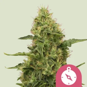 A dense green Northern Light Strain cannabis bud with visible trichomes and orange hairs stands upright. In the lower right corner, a pink icon resembling a compass is overlaid.