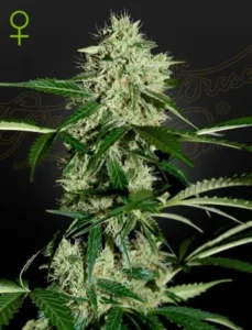 A Northern Lights Auto Strain cannabis plant stands tall, covered in dense, frosty buds, surrounded by vibrant green leaves. In the top corner, a female symbol is visible against a dark background.