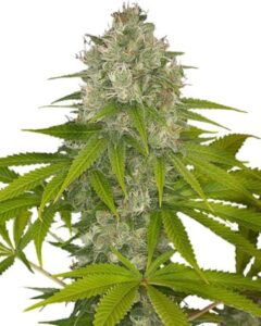 A mature OG Kush Feminized Cannabis Seeds cannabis plant displays dense, trichome-covered buds and vibrant green leaves, standing upright against a plain white background.