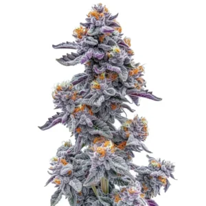 Dense Oreoz Strain cannabis bud covered in frosty trichomes, exhibiting vibrant purple and orange hues, stands upright against a plain white background, highlighting its intricate texture and coloration.