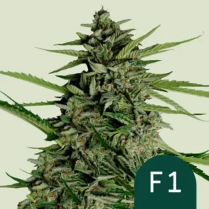 A dense, leafy Orion F1 Strain cannabis plant, covered in crystalline trichomes, stands upright against a light background. The bottom right corner features the text "F1" in a green circle.