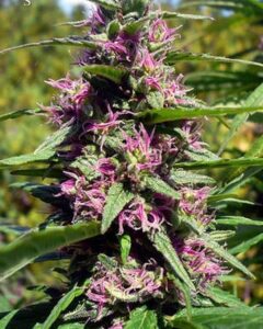 A flowering cannabis plant, displaying vibrant purple and green hues, stands outdoors, surrounded by green foliage under natural sunlight.
