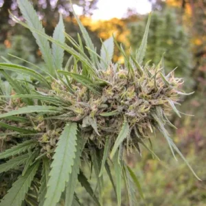 Passion 1 Cannabis plant with dense green leaves and buds, growing in an outdoor field with blurred vegetation in the background.