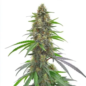 A dense, flowering Permanent Marker Strain cannabis plant stands upright, displaying vibrant green leaves and numerous frosty buds, set against a plain white background.
