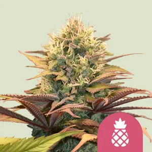 A mature Pineapple Kush Strain cannabis bud with pistils and leaves displays vibrant colors, set against a plain background. A pink emblem with a white pineapple graphic is positioned at the bottom right.