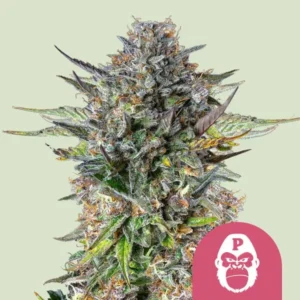 A dense, frosty Pink Gorilla Strain cannabis bud with vibrant green leaves and orange hairs, sits against a light green background. A pink logo with a white gorilla face and "P" is at the bottom right.
