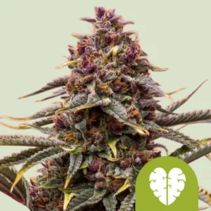 A Pink Mist Auto Strain cannabis bud covered in purple hues and frosty trichomes sits in focus, surrounded by green leaves against a light background. A green logo with a stylized leaf is visible.