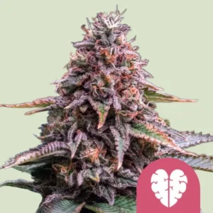 Pink Mist Strain Cannabis plant, covered in frosty trichomes and colorful leaves, stands against a pale green background. A pink icon with a stylized brain shape is in the lower corner.