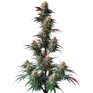 Pink Runtz Auto Strain Cannabis plant displaying clusters of buds and vibrant green and purple leaves, standing upright with a clear white background.