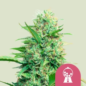 A dense Pink Runtz Strain cannabis plant with vibrant green leaves and frosty trichomes, standing upright. A pink icon of a gumball machine is in the lower right corner.
