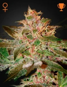A cannabis plant displays dense Pure Kush Strain buds with frosty trichomes and orange hairs, set against a dark background. Symbols of a trophy and female gender are present in the corners.