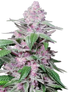 A Purple Cookie Kush Strain cannabis plant with dense, frosty, purple buds and green leaves, standing upright against a plain background.