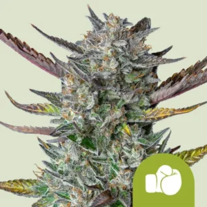 A dense, frosty Purple Punch Auto Strain cannabis bud with purple-tinged leaves stands upright, covered in trichomes, set against a plain light background. A green icon with a white glove is in the corner.