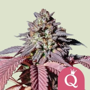 A Purple Queen Strain cannabis bud displays vibrant green and purple hues under natural lighting, surrounded by serrated leaves. A pink circle with a "Q" and crown logo is in the lower right corner.
