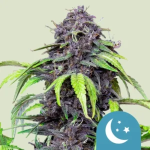 A Purplematic CBD Auto Strain cannabis plant with vibrant purple buds and green leaves stands against a pale background. A small icon featuring a crescent moon and stars is visible in the corner.