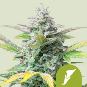 A vibrant Quick One Auto Strain cannabis plant stands tall, covered in frosty trichomes and jagged leaves, set against a neutral background. A small green icon with a white scissor graphic is in the corner.