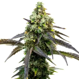 A dense, green RS11 Strain cannabis bud with frosty trichomes and dark, spiky leaves, set against a plain white background.