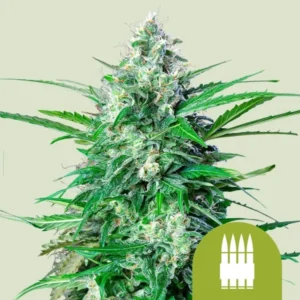 Royal AK Auto Strain Cannabis plant stands erect with dense, frosty buds and vibrant green leaves, surrounded by a light green background. A logo with bullet icons is displayed at the bottom right.