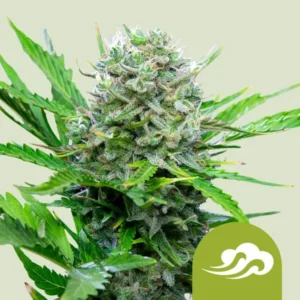 A dense, trichome-covered Royal Bluematic Auto Strain cannabis bud surrounded by lush green leaves against a beige background, with a cloud symbol in the bottom right corner.