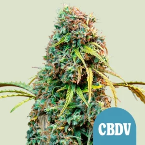 A dense, green Royal CBDV Auto Strain cannabis plant covered in vibrant, curly leaves and pistils sits against a light background. A blue circle with white text reads "CBDV" near the bottom right.