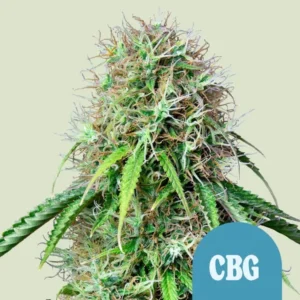 Royal CBG Auto Strain Cannabis plant with dense buds and long, thin leaves, showcasing colorful hairs and trichomes; labeled "CBG" in white text on a blue circle, against a plain background.