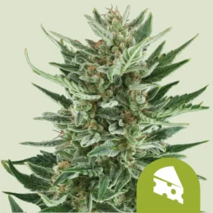 A cluster of green Royal Cheese Auto Strain cannabis flowers covered in trichomes stands against a pale background. In the corner, an icon of a piece of cheese is visible.