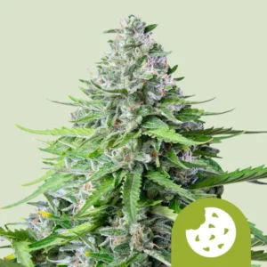 Royal Cookies Auto Strain Cannabis plant standing upright, showcasing dense, frosty green buds and jagged leaves; a logo with a bitten cookie icon is on the bottom right, set against a pale background.
